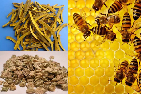 Keo ong, Hoàng bá, Bạch tật lê hỗ trợ khắc phục Amh thấp